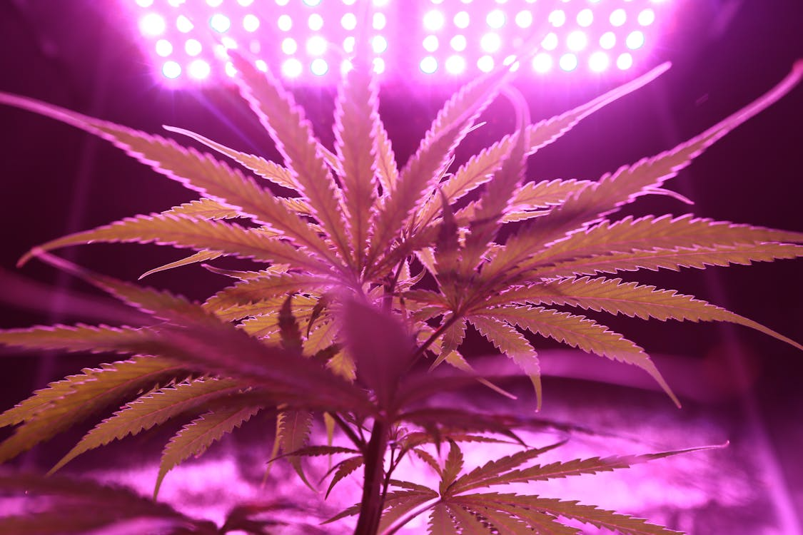 Cannabis plant under purple LED lights, highlighting flavonoids and color development during growth