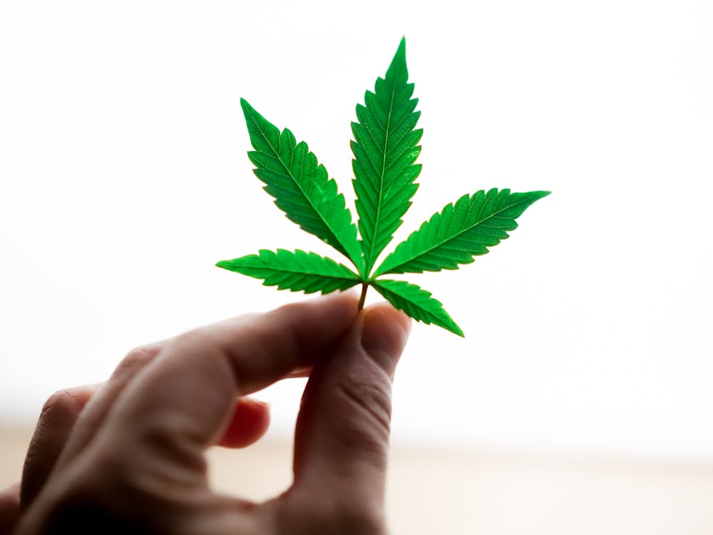 a person holding cannabis.