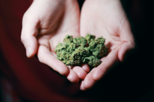 Hands holding a cannabis flower symbolizing mindful consumption and emerging cannabis trends shaping the future of cannabis culture in Houston.