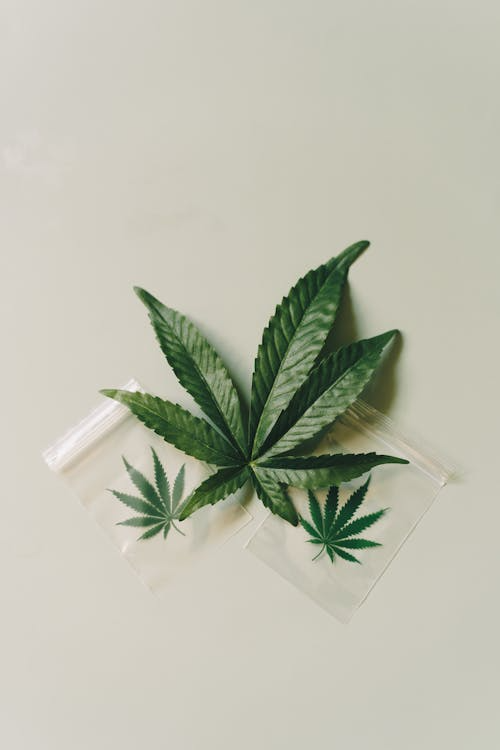 An image of a cannabis plant and a joint