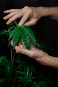 An image of a person touching a cannabis plant