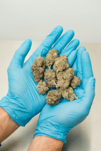 Gloved hands holding lab-tested THCa cannabis buds