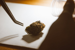Single cannabis bud placed carefully on a surface with tweezers, illustrating precise portion control and modern low-dose cannabis trends.