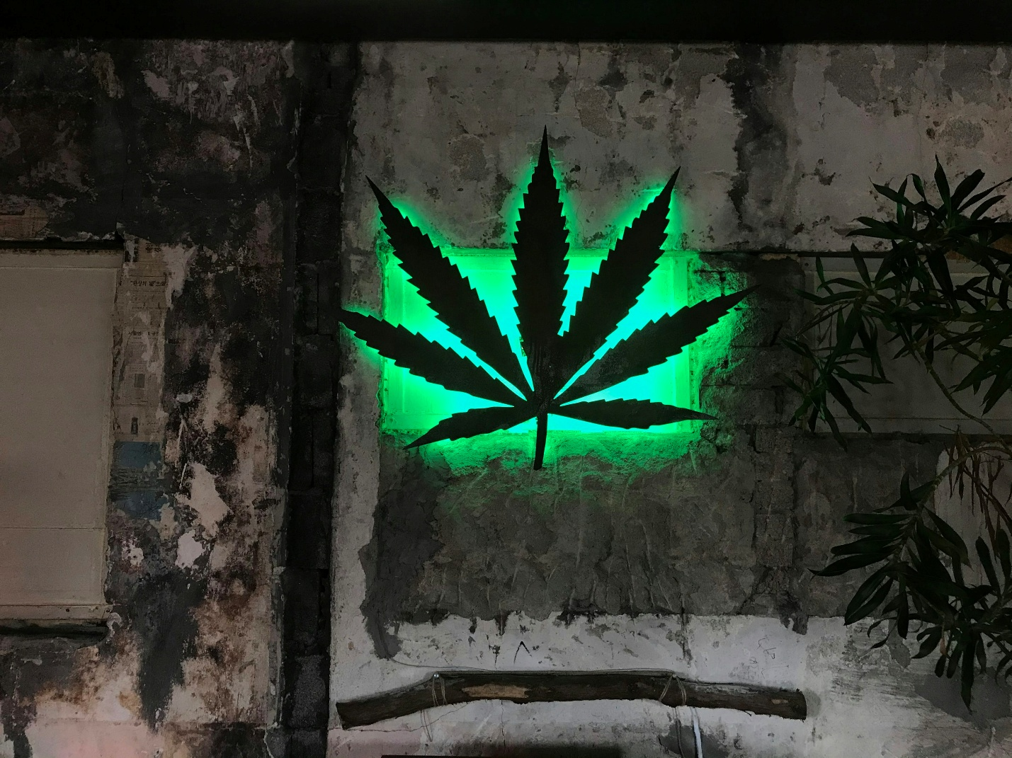 Illuminated cannabis leaf sign on a textured wall, symbolizing how the environment influences cannabis and creativity patterns.