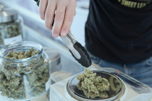 Person weighing cannabis buds on a scale with tongs, illustrating mindful selection to refresh cannabis and creativity patterns.