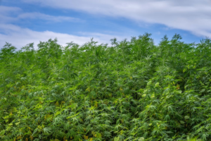 Large outdoor hemp cultivation field under the sky, representing responsible farming and transparent cannabis sourcing practices.
