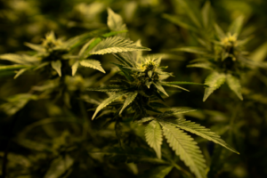 A cannabis plant