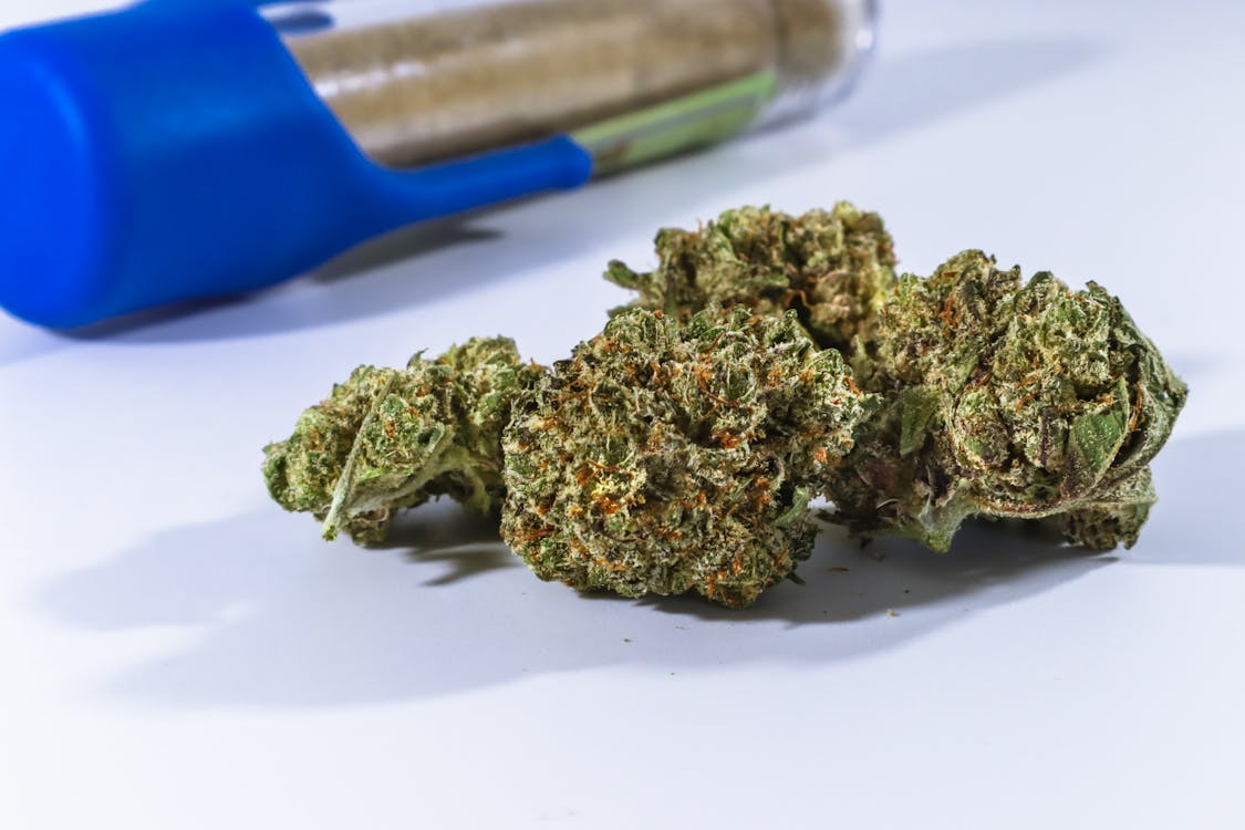 Close up of cannabis buds