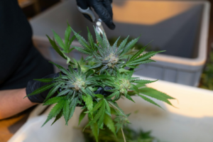 A person cutting a marijuana plant