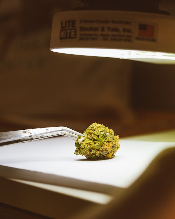 Cannabis bud under a microscope