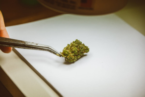 A person holding cannabis with tweezers