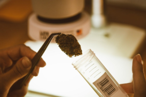 A person placing a cannabis bud in a  test tube