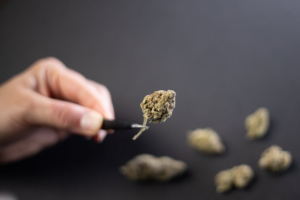 A person picking up a cannabis bud with a tweezer