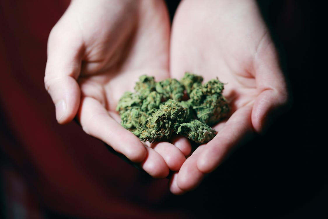 Person holding cannabis flower while learning how terpene profiles influence aroma, flavor, and overall cannabis effects beyond THC content.