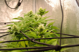 Cannabis plants cultivated in a controlled indoor environment, highlighting how indoor growing methods influence flower appearance, terpene preservation, and overall consistency.