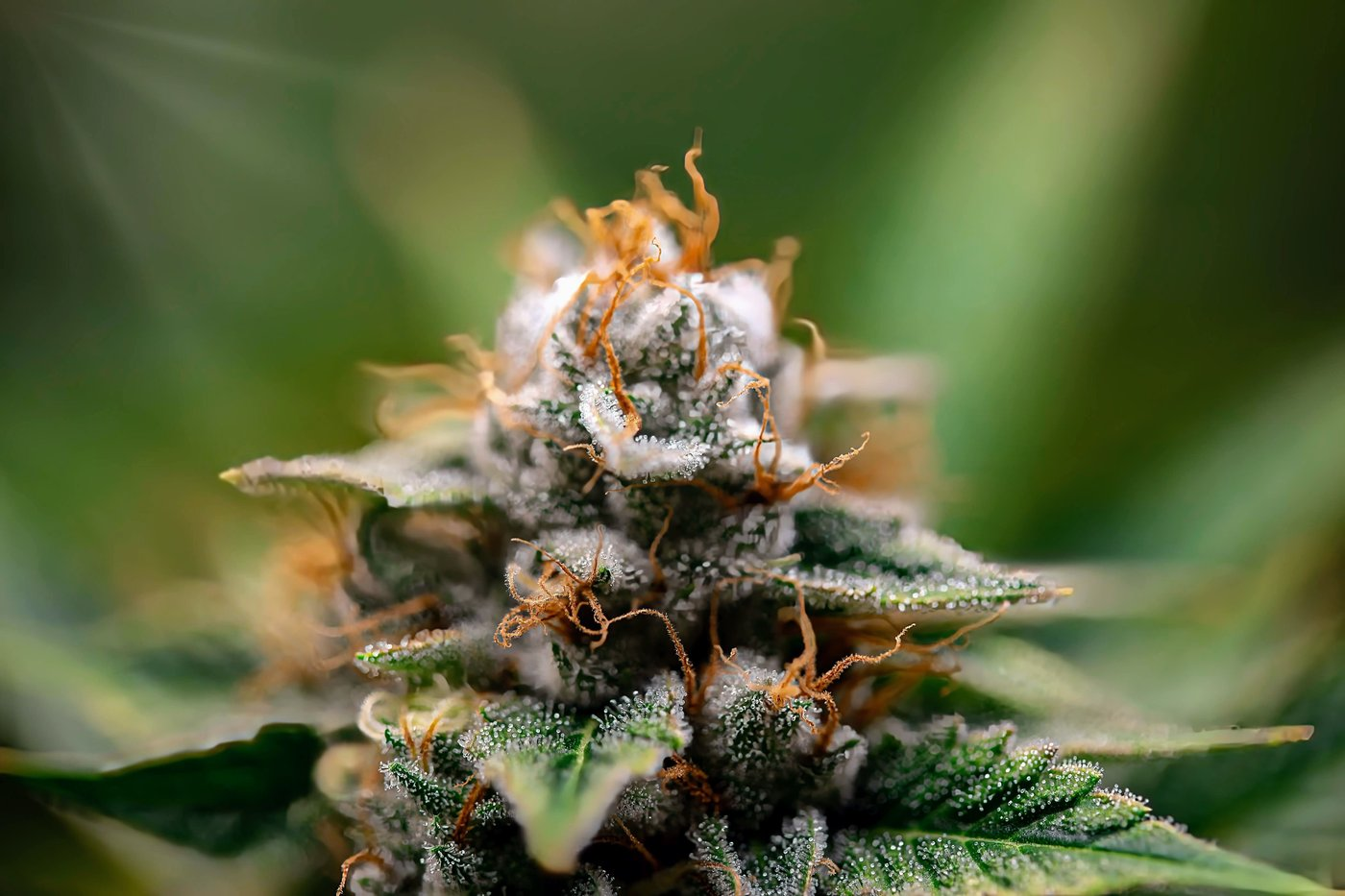 Macro view of frosty cannabis bud