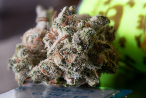 Close-up of resinous cannabis flower