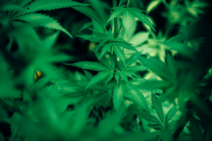 Green cannabis plant leaves growing