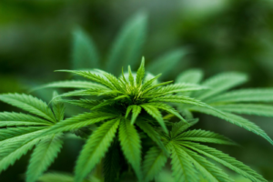 Top of a leafy cannabis plant