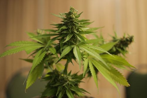 Close-up shot of a cannabis flower
