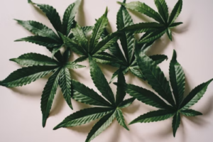 A close-up image showcasing fresh cannabis leaves 