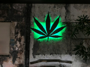 Illuminated cannabis leaf display representing the growing interest in terpene science and how cannabis compounds influence individual experiences.
