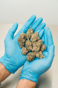 A man is holding cannabis in his hands