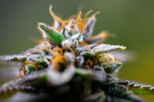 A frosted cannabis plant with trichomes in a field