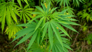 An image of a green cannabis plant