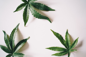 A bunch of leaves of cannabis on a white background