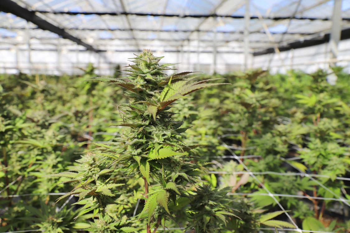 Cannabis plants growing inside a large greenhouse, demonstrating how greenhouse cultivation balances natural sunlight with environmental control to produce high-quality flower.